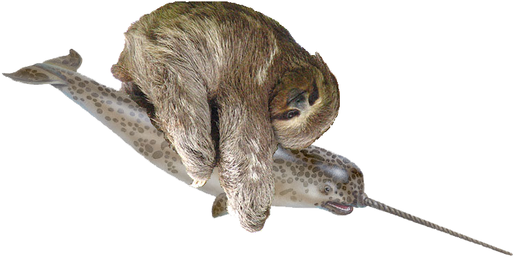 cool sloth